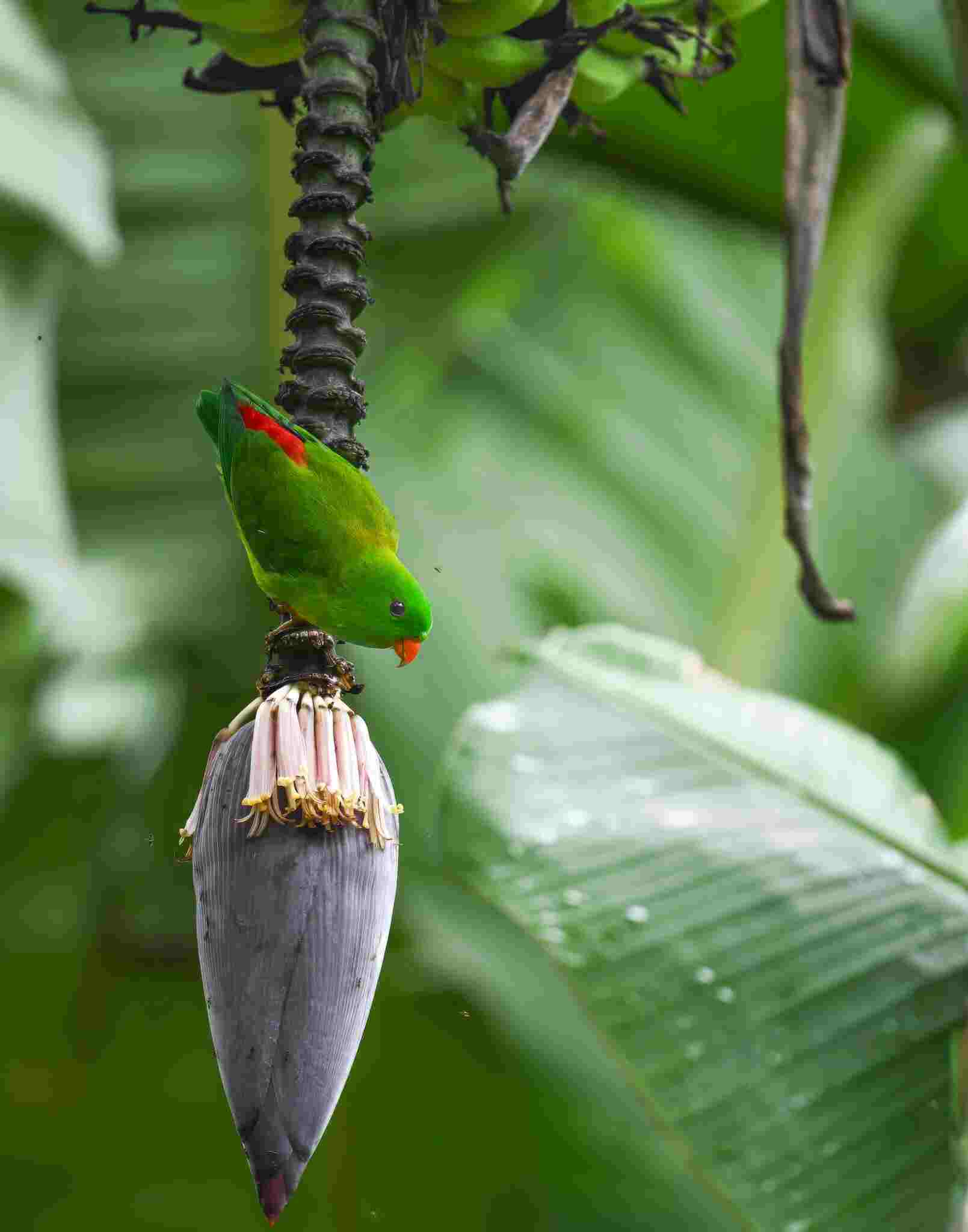 Hanging Parrot